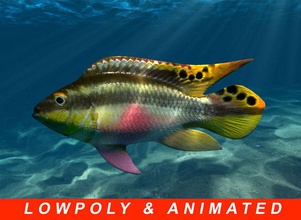çok düşük poli balık animasyonlu forum bölümü yer alıyor hayvan app ar artar plaj dreamexpander hors daha lowpoly model poly çokgen rea gerçek gerçeklik kırmızı nehir deniz zaman sanal vr su 3d print model - Mito3D