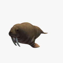 walrus v1 animals printable lowpoly 3d print model - Mito3D