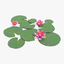 water lily abramsdesign aquatic detail floral flower foliage game lake model nature outdoor pad pink plant pond ready real small time vegetation 3d print model - Mito3D