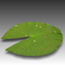 lirio de agua la almohadilla 3ds czorg lily lilypads inferior modelo obj planta poli pequeño x 3d print model - Mito3D