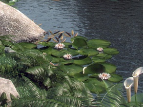su lily andrea bertaccini çiçek Japonya model bitki nehir 3d print model - Mito3D