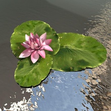 nymphéa corsage de la fleur l'herbe jcihelka lily modèle rose l'usine rhizocarp l'eau 3d print model - Mito3D
