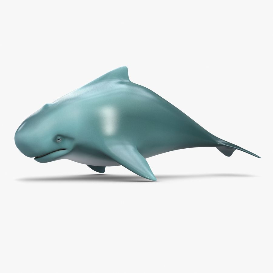 baleine dessin animé animal aquatiques bleu carnivore fin du poisson grand vie les mammifères marine de modèle la nature l'océan pélagiques mer le requin shiva3d natation sous-marin l'eau sauvage faune 3D print model - Mito3D