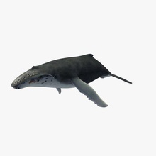 baleine v4 à bosse la animaux imprimable lowpoly 3d print model - Mito3D