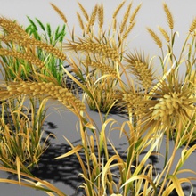 di grano 577060988 agricoltura pane mais duro orecchio ambienti farm campo cibo erba prateria modello natura la pianta ray seme piccola 3d print model - Mito3D