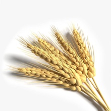 trigo abramsdesign a agricultura pão colheita farm alimentos modelo natureza planta semente pequena verão 3d print model - Mito3D