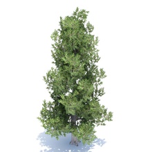 white bark pine tree branch evergreen forest green icom model nature needles plant productions season trunk wood 3d print model - Mito3D