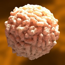 i globuli bianchi, cellule leucocitarie l'anatomia anticorpo sangue corpo cell carattere citologia erythocyte umana immunitario immuno lab di laboratorio dei leucociti la medicina membrana microbiologia modello scyrus sistema bianco 3d print model - Mito3D