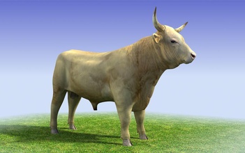 beyaz boğa poly düşük 3d hayvan canavar bestia siyah bull sığır inek çiftlik yem gıda çim boynuz daha et model ox ruli kale semental tarro toro vahşi 3d print model - Mito3D