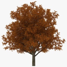 white oak tree autumn 3d molier 3ds bark fall foliage forest garden green international landscape leaf max model parking plant realistic red vegetation vray yellow 3d print model - Mito3D