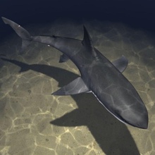 requin blanc obj 3d animal fisch du poisson gallerie1 grand hai les mâchoires killer de modèle le dents niveau wei er 3d print model - Mito3D