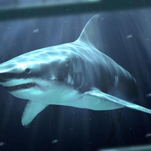 white shark animal character fish killer model ringhino 3d print model - Mito3D