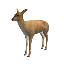 whitetaileddeer v1 whitetailed deer female animals printable lowpoly 3d print model - Mito3D
