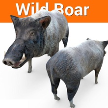 el jabalí modelo 3d 3ds animal cg pelaje de cabello hunt hunter inferior los mamíferos max móvil mouch001 cerdo poli cerdos warthog salvaje 3d print model - Mito3D