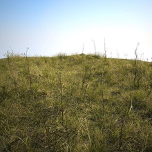 l'herbe sauvage l'agriculture collection les environnements l'extérieur jardin de igorov paysage prairie modèle la nature l'usine dispersion petite banlieue terrain végétation vray 3d print model - Mito3D