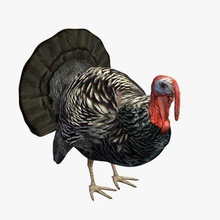 wild turkey male v2 Türkei Männlich Tiere bedruckbar ist lowpoly 3d print model - Mito3D