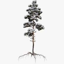 8 kış çam ağacı çalılar dökmeyen orman gerhald3d manzara model doğa pinetree bitki kar ağaç örtüsü 3d print model - Mito3D