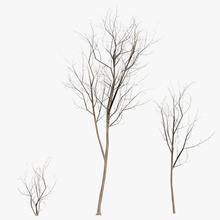 kış ağaçları oyun hazır çıplak bark karışım şube ölü etn249 fbx orman manzara yapraksız günlük daha düşük kereste model doğa n bitki poly ağaç gövde örtüsü vahşi ahşap 3d print model - Mito3D