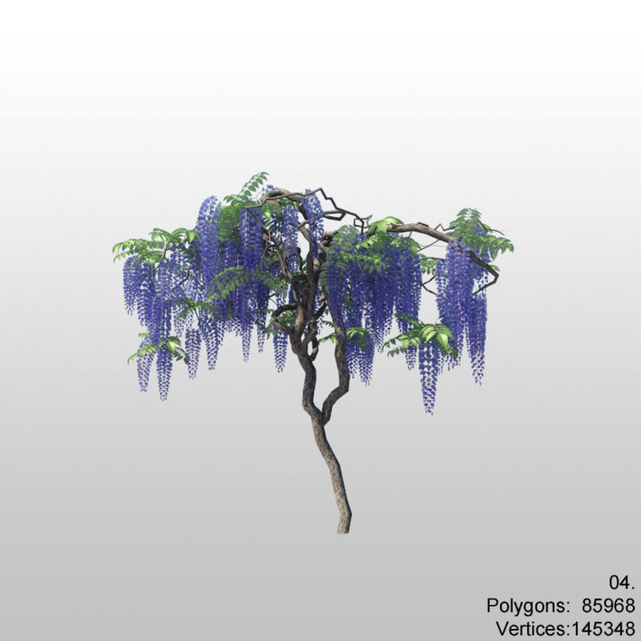 wisteria 04 casca e flor fuji vegetação a folha liana modelo musum natural natureza otsu photoreal planta romlin3d árvore wistaria glicínias wysteria 3D print model - Mito3D