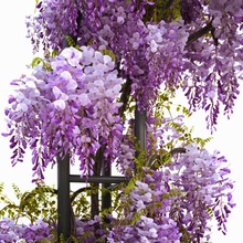 wisteria arco arqueado la floración bonsai subida arrastrándose de hoja caduca eisenheim1381 flor paisaje modelo naturaleza perenne planta color púrpura sinensis vegetación vid glicina woody 3d print model - Mito3D