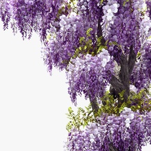 wisteria vine 02 mimarlık bloom bonsai tırmanmak sürünen yaprak döken eisenheim1381 elemanları çiçek manzara model doğa perennial bitki mor sinensis örtüsü woody 3d print model - Mito3D