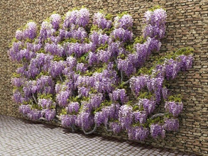 glicine muro architettura bloom bonsai la salita strisciante di latifoglie eisenheim1381 elementi fiore paesaggio modello natura perenne pianta viola sinensis vegetazione vitigno il woody 3d print model - Mito3D