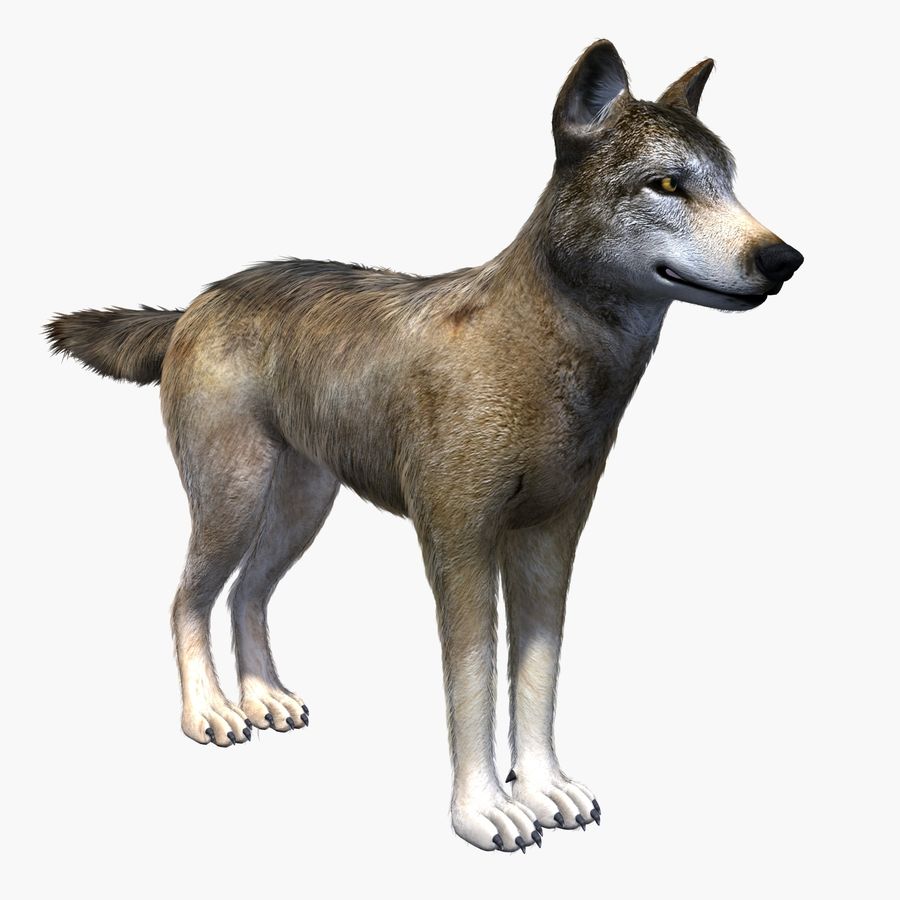 lobo animais canino cão elovitz cinza modelo um quadrúpede 3D print model - Mito3D