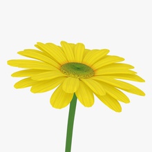 yellow daisy 3dror 3ds bloom default flora floral flower gerber gerbera gift head lower max model nature petal plant poly scanline single spring summer vray 3d print model - Mito3D