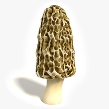 amarelo morel cogumelo abramsdesign iguarias alimentos floresta o fungo cinza ingredientes modelo morechella natureza orgânica sazonal a primavera vegetais 3d print model - Mito3D