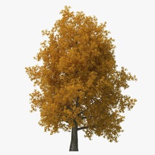yellow poplar old tree autumn 3d molier 3ds big fall foliage forest garden international landscape leaf max parking plant populus realistic vegetation vray young 3d print model - Mito3D