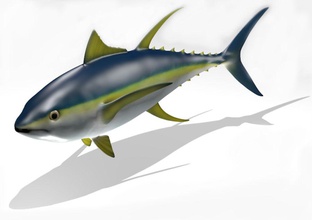 sarı yüzgeçli orkinos 3d hayvan güzel karakter derin detay balık model mpind3205 doğa okyanus offshore açık havada 52 poz verdi gerçekçi deniz ton balığı yellowfin 3d print model - Mito3D