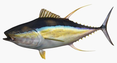 yellowfin tuna bluefin fish food ocean sea ultar3d 3d print model - Mito3D