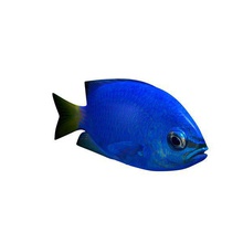 yellowtai damselfish v2 yellowtail fish aquatic life printable lowpoly 3d print model - Mito3D