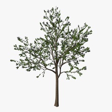young maple tree a2lineman bark forest landscape leaf model nature plant vegetation wood 3d print model - Mito3D