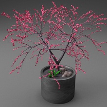 young potted cherry blossom tree architecture art city decorative flower garden home household model outdoor plant planter pot rock shariff small town tulip wood 3d print model - Mito3D