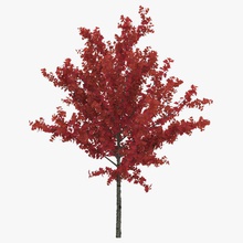 young tree red maple autumn 3d molier 3ds acer foliage forest garden international landscape leaf max model plant realistic rubra soft swamp vegetation vray yellow 3d print model - Mito3D