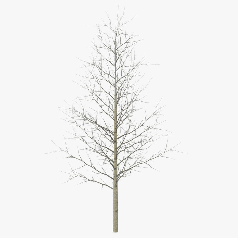 jóvenes amarillo álamo de invierno 3d molier otoño desnudo la rama ellow bosque internacional hoja modelo naturaleza al aire libre el aparcamiento planta populus realista temporada árbol tronco vegetación madera 3D print model - Mito3D