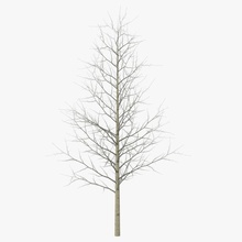 young yellow poplar tree winter 3d molier autumn bare branch ellow fall forest international leaf model nature outdoor parking plant populus realistic season trunk vegetation wood 3d print model - Mito3D