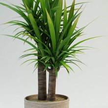 yucca gloriosa İspanyolca hançer çalılar dekor dış flover bahçe çim yeşil iç manzara lanfir111 model palm otopark bitki pot gerçekçi küçük ağaç vazo yuccas 3d print model - Mito3D