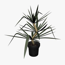 plante de yucca v1 le l'usine plantes la faune imprimable lowpoly les 3d print model - Mito3D