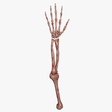 zombie Skelett arm Anatomie Blut bloody Körper Knochen Charakter Kreaturen tot design detail halloween hand horror Mensch lj Fleisch Modell monster realistisch sind beängstigend Untoten 3d print model - Mito3D