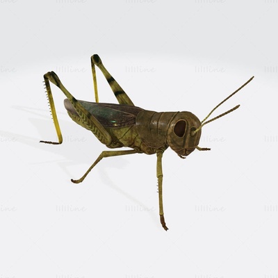 saltamontes insecto 3d impresión modelo stl obj fbx 3d print model - Mito3D