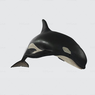 killer whale 3d print model 3d print model - Mito3D