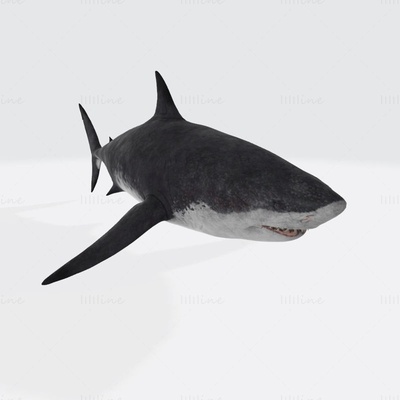 megalodon shark 3d printing model 3d print model - Mito3D