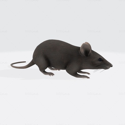 rato 3d impressão modelo 3d print model - Mito3D