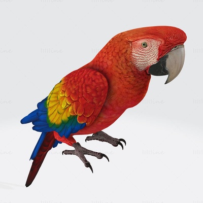 parrot 3d printing model 3d print model - Mito3D