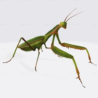 praying mantis animal 3d print model 3d print model - Mito3D