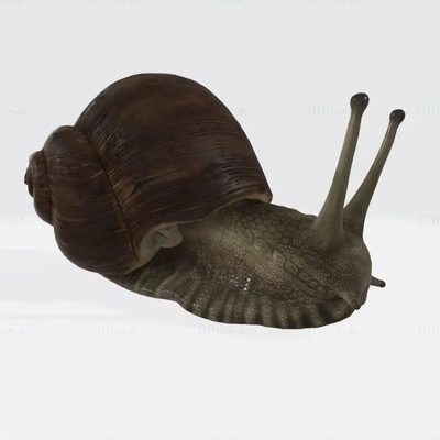 caracol escultura 3d impresión modelo stl obj 3d print model - Mito3D