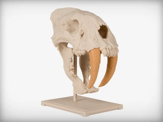 saber toothed kedi kafatası yeniden karıştırılmış by aletheshark eğitim biyoloji arkeoloji öğrenme fosil kılıç dişli smilodon 3d print model - Mito3D