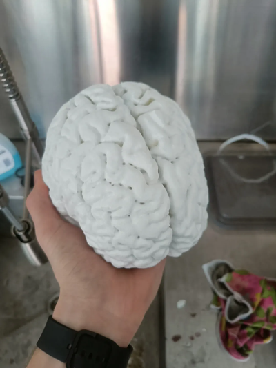 humano cerebro by ene vegetasa educación biología cabeza cráneo 3d print model - Mito3D